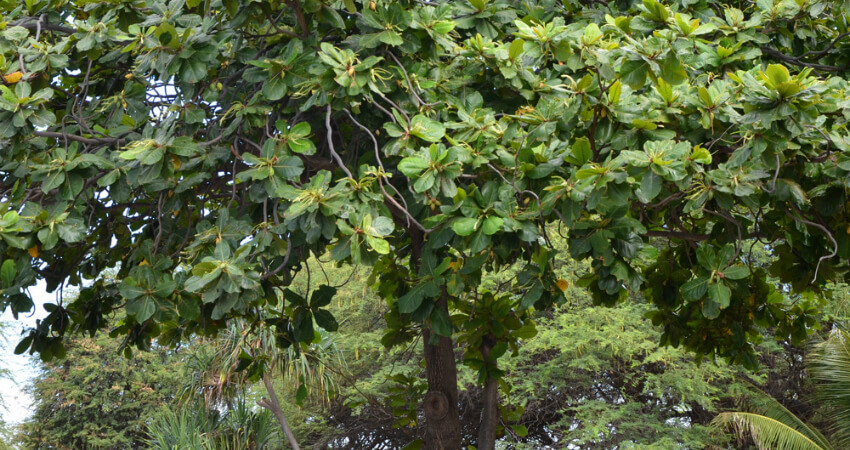 Buy Jangli Badam plants in kanyakumari
