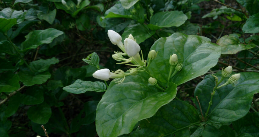 Buy Jasmine sambac plants in kanyakumari
