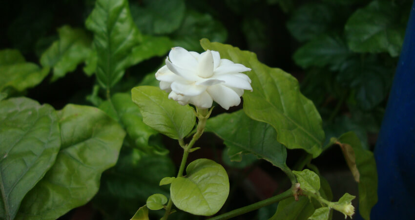 Buy Jasmine sambac trees in nagercoil
