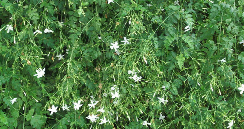 Buy Jasminum auriculatum trees in nagercoil