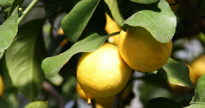 Buy Lemon plants in kanyakumari
