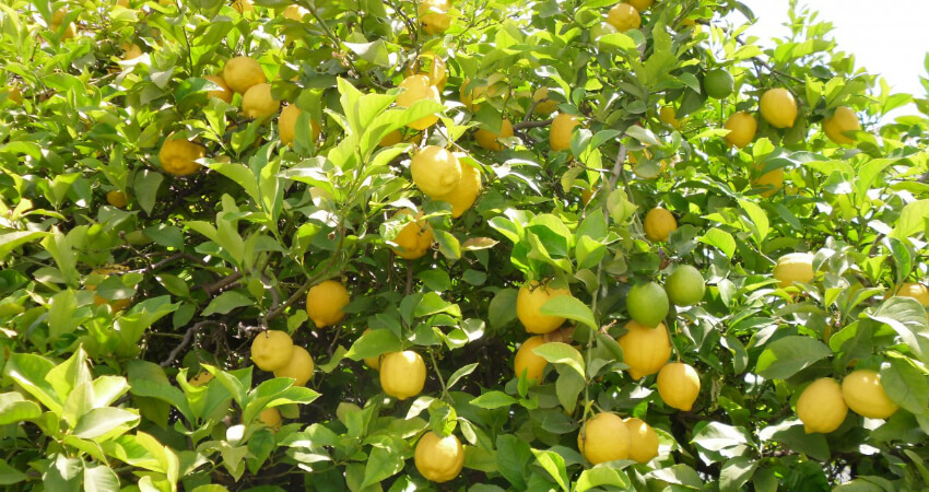 Buy Lemon trees in nagercoil