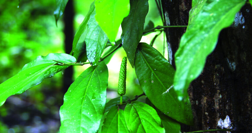 Buy Long Pepper plants in kanyakumari
