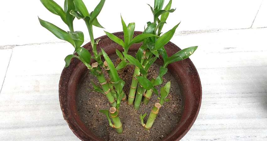 Buy Lucky bamboo plants in kanyakumari