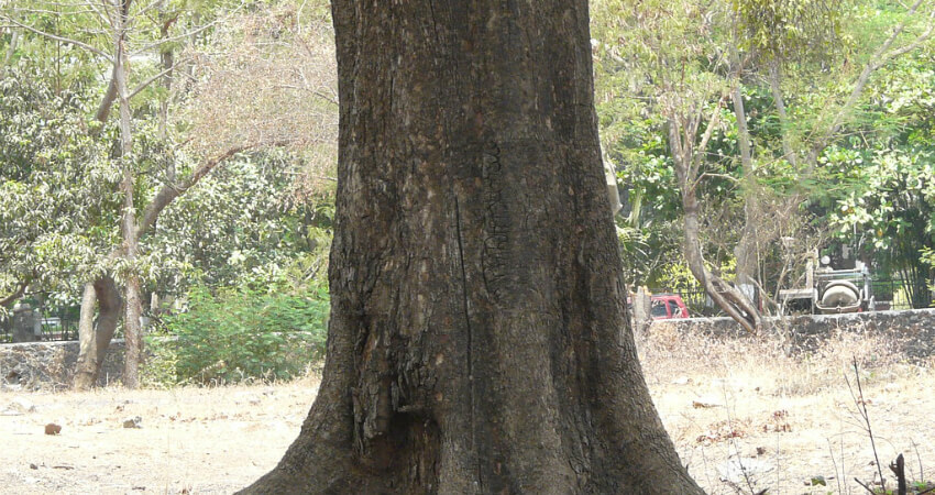 Buy Madhuca longifolia plants in nagercoil