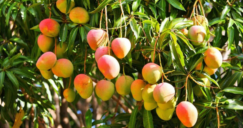 Buy Mango plants in kanyakumari