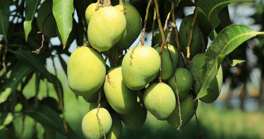 Buy Mango trees in nagercoil