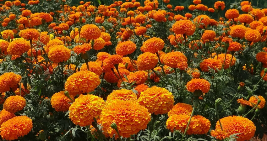 Buy Marigold plants in kanyakumari