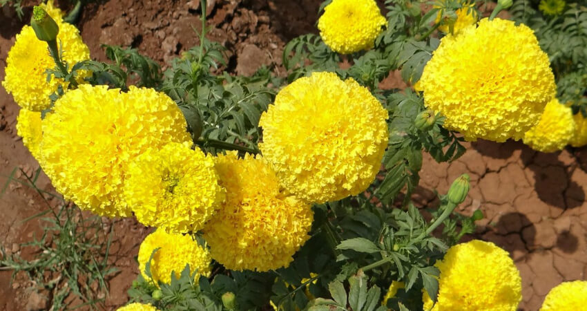 Buy Marigold trees in nagercoil