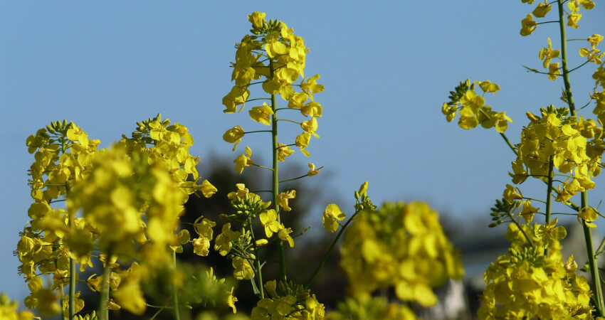 Buy Mustard medicinal plant in nagercoil