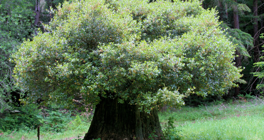 Buy Oak tree in kanyakumari