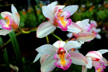 Buy Orchids plants in kanyakumari