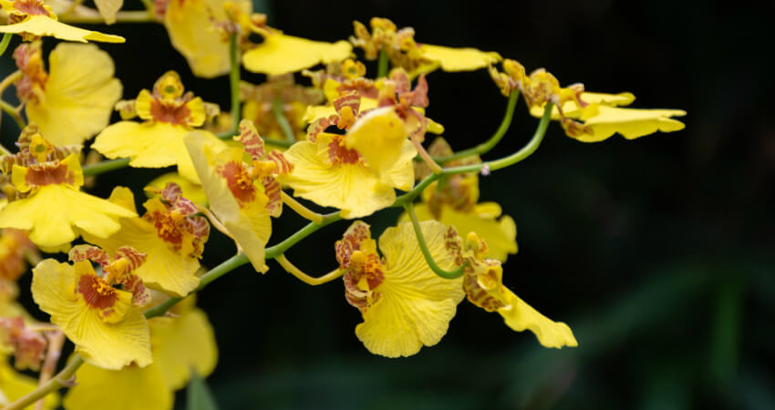 Buy Orchids trees in nagercoil
