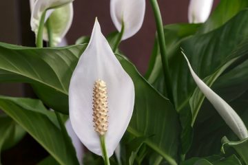 Buy Peace lily plants in kanyakumari