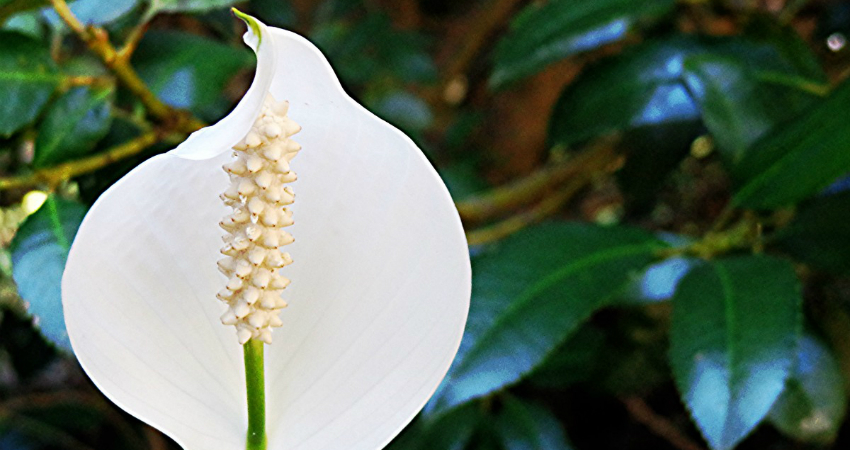 Buy Peace lily plantsin nagercoil