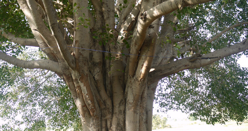Buy Peepal tree in kanyakumari