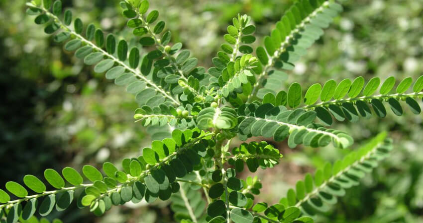 Buy Phyllanthus Niruri medicinal plant in nagercoil