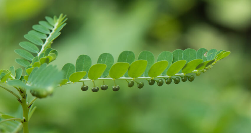 Buy Phyllanthus Niruri plants in kanyakumari