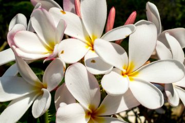 Buy Plumeria Alba plant in nagercoil