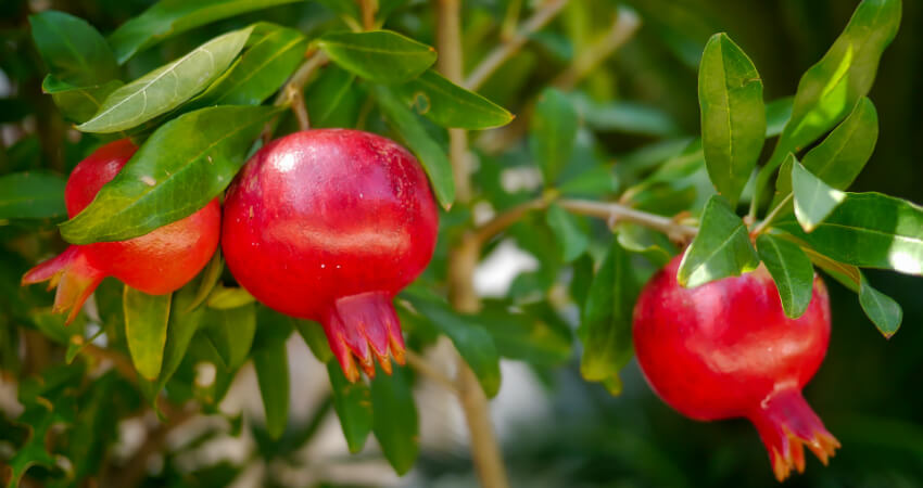 Buy Pomegranate plants in kanyakumari