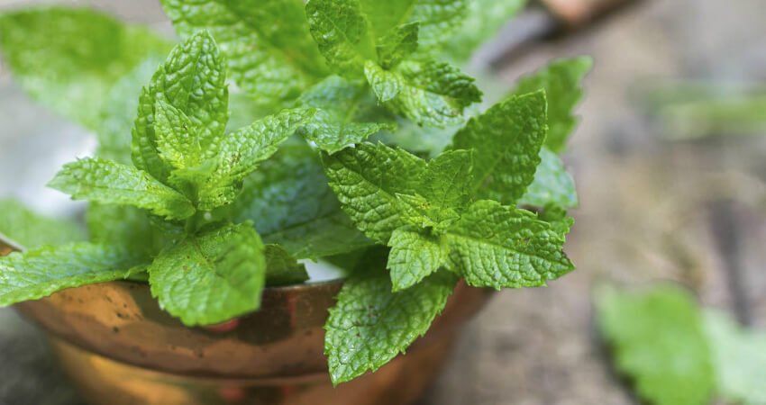 Buy Pudina medicinal plant in nagercoil