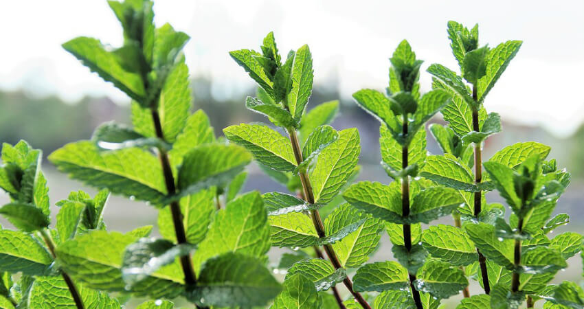 Buy Pudina plants in kanyakumari