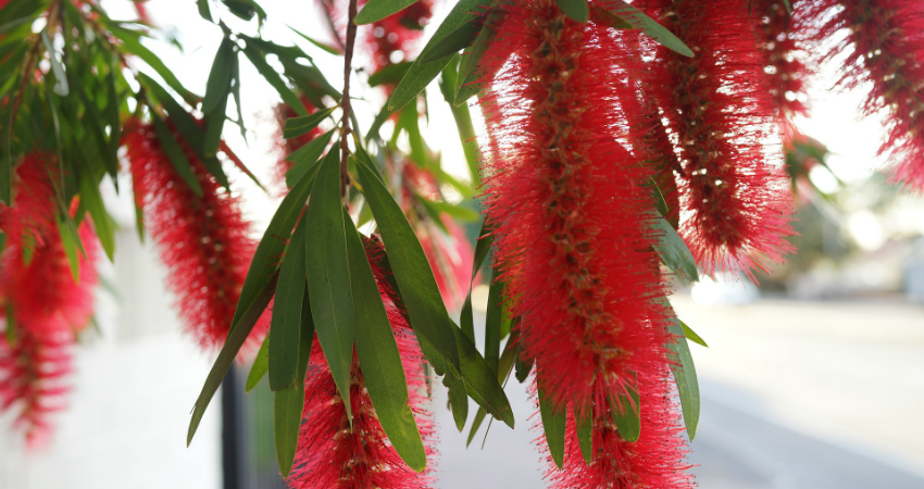 Buy Red Bottle Brush tree in nagercoil