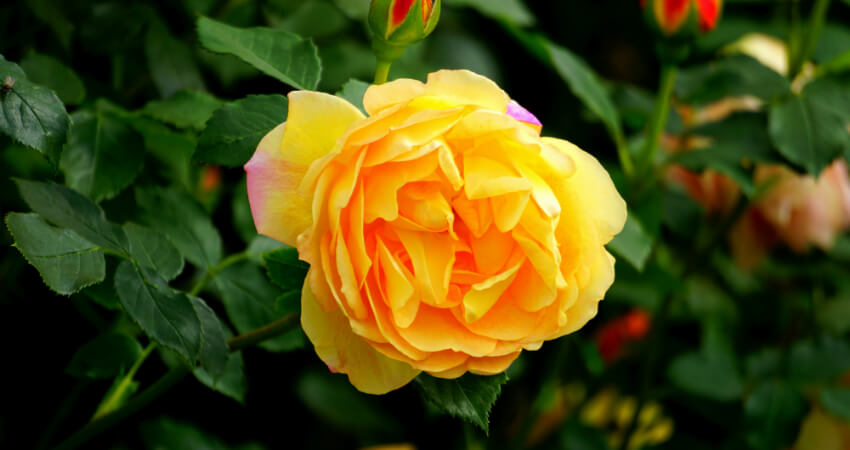Buy Rose plants in kanyakumari