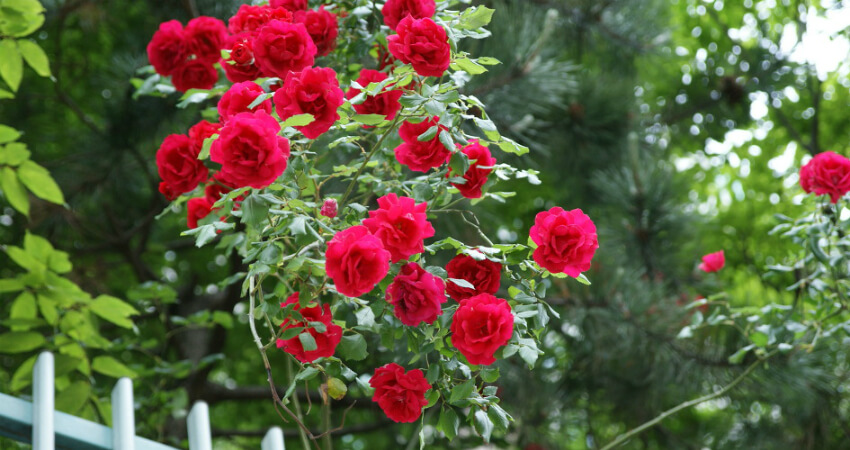 Buy Rose trees in nagercoil