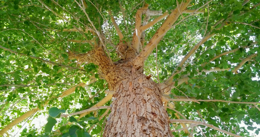 Buy Rosewood plant in kanyakumari