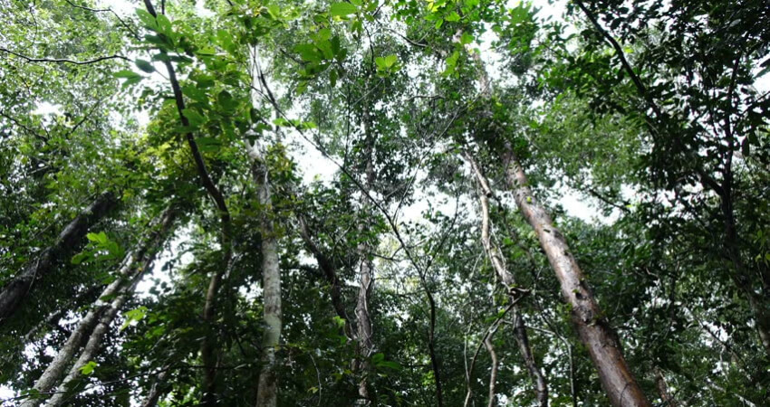 Buy Rosewood plant in nagercoil
