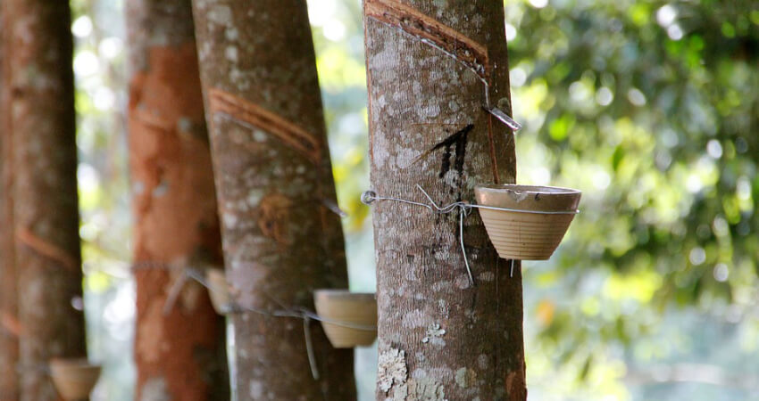 Buy Rubber tree in kanyakumari