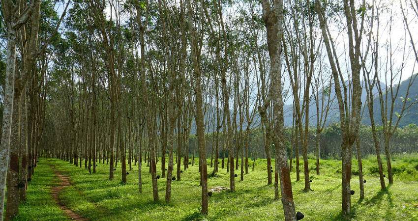 Buy Rubber tree in nagercoil