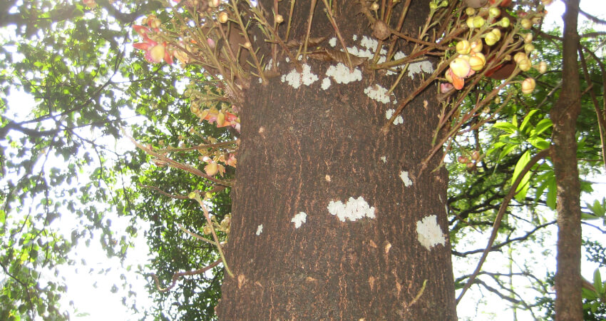 Buy Shala tree in kanyakumari