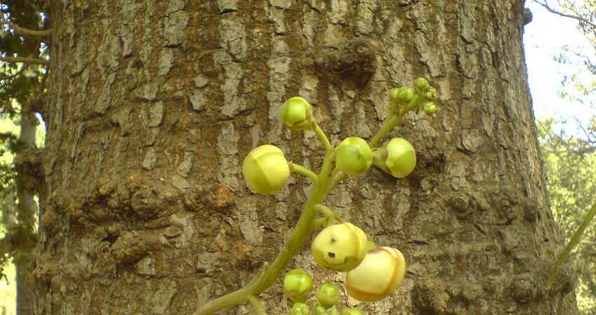 Buy Shala tree in nagercoil