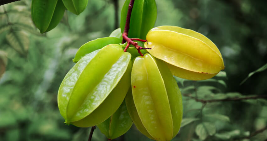 Buy Star Fruit trees in nagercoil
