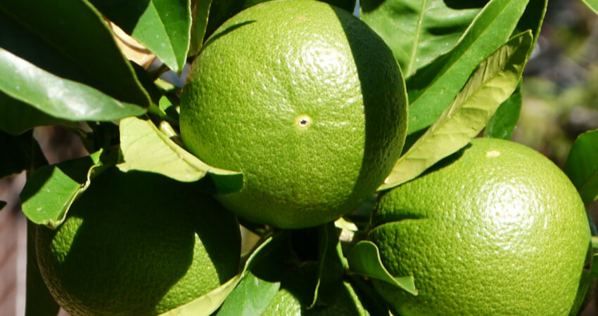 Buy Sweet Lime plants in kanyakumari