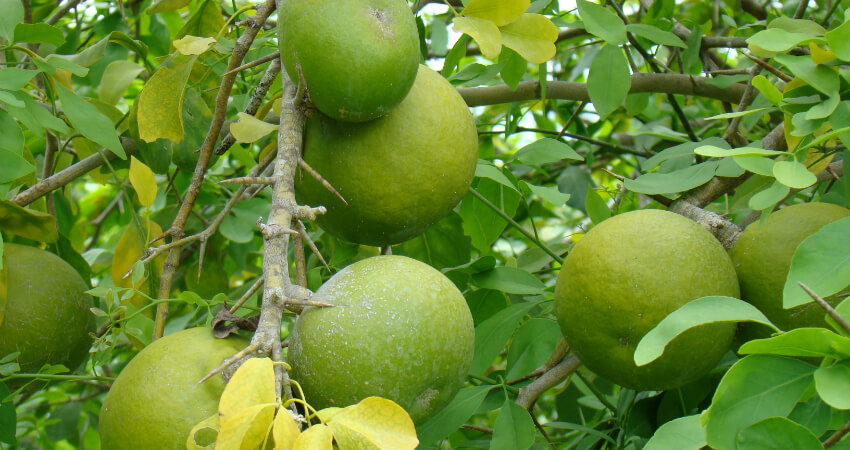 Buy Sweet Lime trees in nagercoil