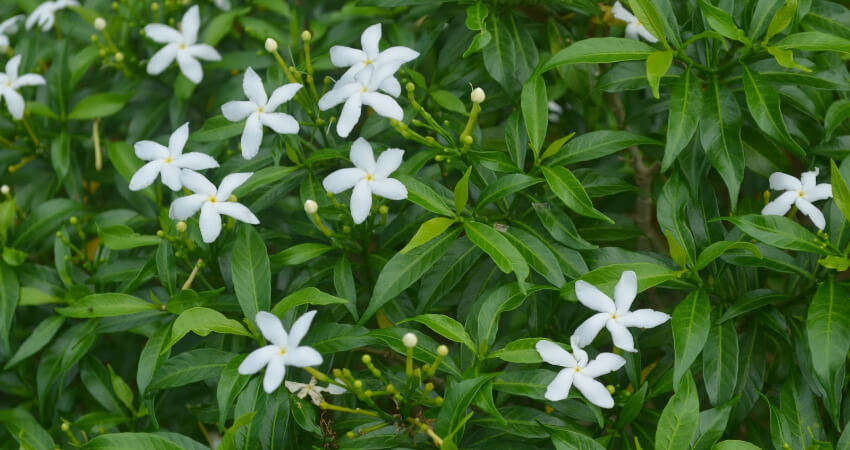 Buy Tabernaemontana Divaricata plants in kanyakumari