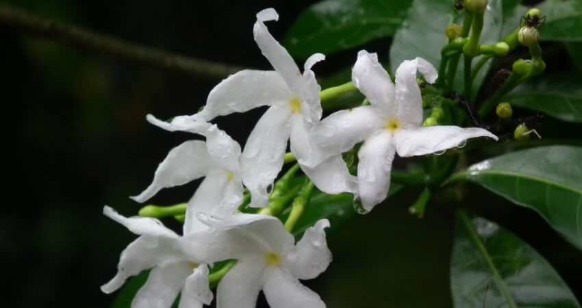 Buy Tabernaemontana Divaricata trees in nagercoil