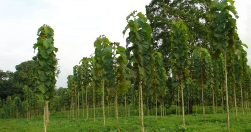 Buy Teak tree in kanyakumari