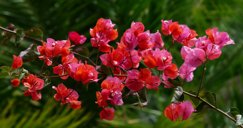 Buy bougainvillea plant in kanyakumari