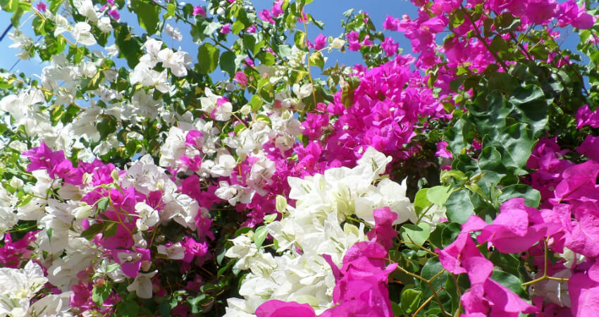 Buy bougainvillea plant in nagercoil