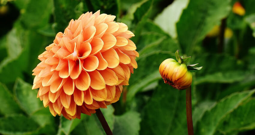 Buy dahlia plants in kanyakumari