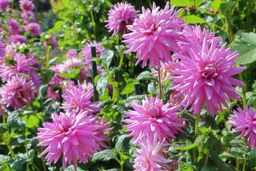 Buy dahlia trees in nagercoil