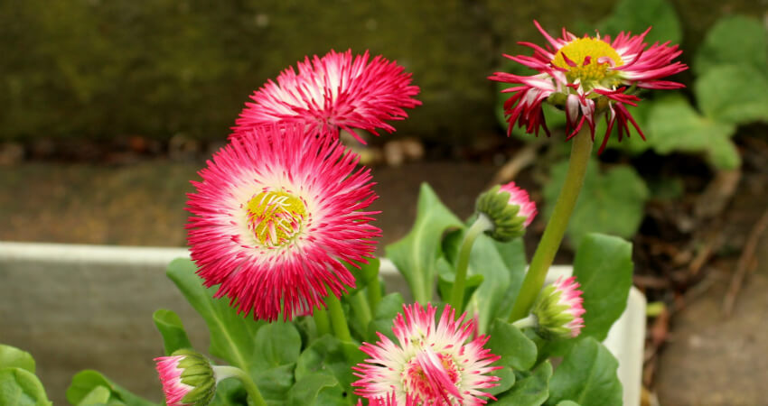 Buy daisy plants in kanyakumari