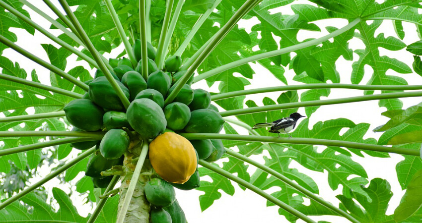 Buy papaya trees in nagercoil