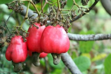 Cashew plants in Nanjil Nursery