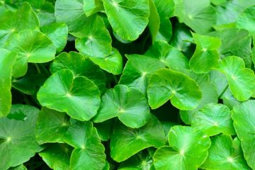 Centella Asiatica plants in Nanjil Nursery