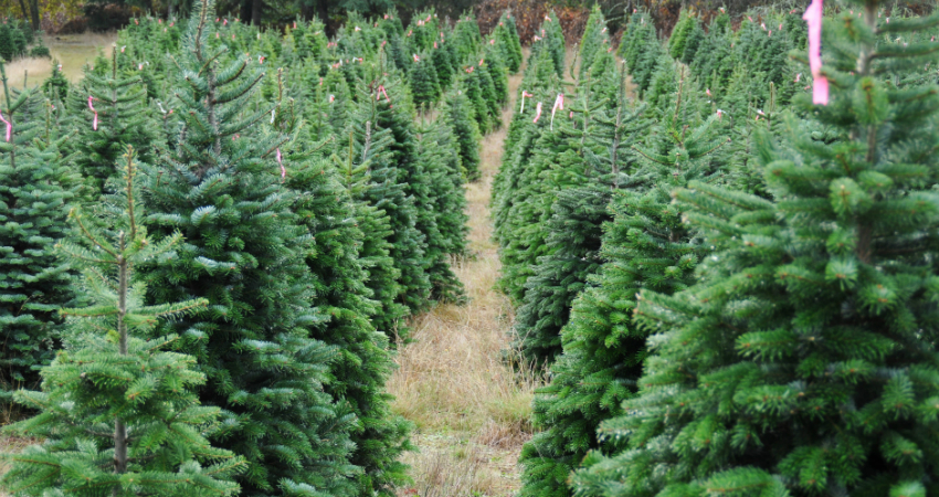 Christmas Tree in Nanjil Nursery